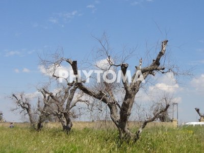 Xylella fastidiosa